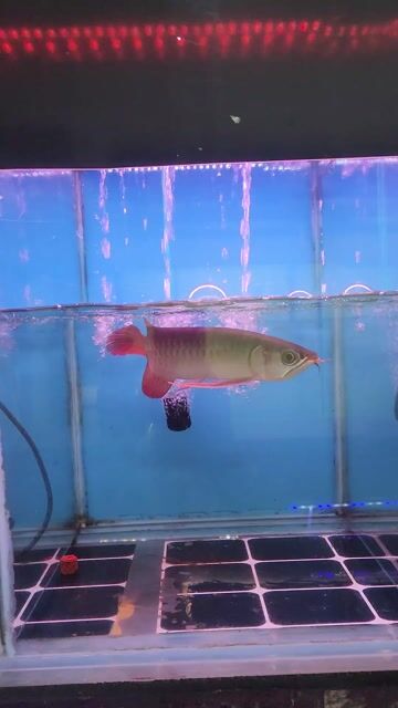 Cá Huyết Long 23cm Đỏ Indonesia. Mua bán Thú cưng khác tại Quận 5 Tp Hồ Chí Minh được đăng bởi Tuấn Anh hình 1