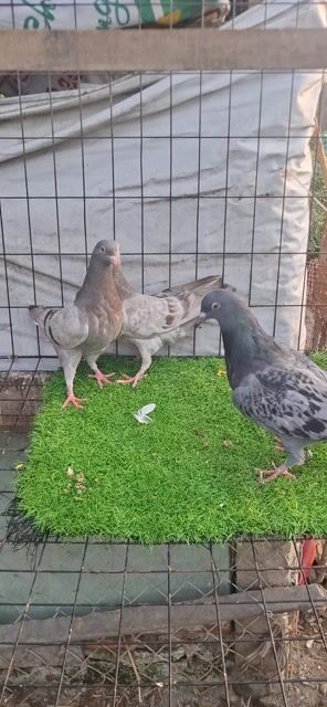 Chim bồ câu Titan tơ Xám. Mua bán Chim tại Huyện Châu Phú An Giang được đăng bởi La Hưng hình 1