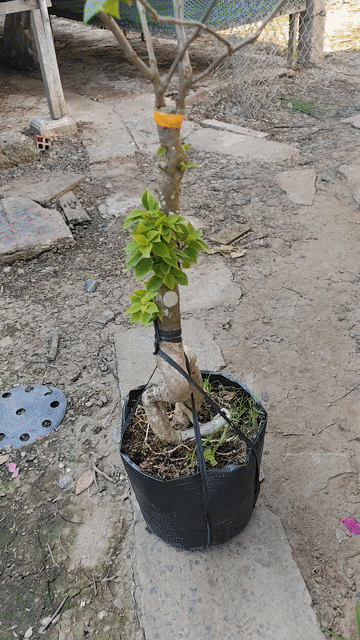 Cây cảnh Hoa giấy nhiều màu. Mua bán Cây cảnh, đồ trang trí tại Huyện Chợ Gạo Tiền Giang được đăng bởi Thì Chơi Thích hình 1