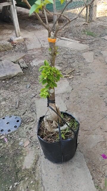 Cây cảnh Hoa giấy nhiều màu. Mua bán Cây cảnh, đồ trang trí tại Huyện Chợ Gạo Tiền Giang được đăng bởi Thì Chơi Thích hình 1