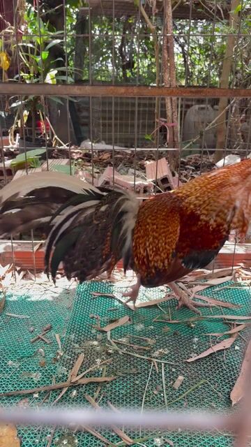 gà cứu vàng chân trắng vải đẹp. Mua bán Gà tại Huyện Cần Đước Long An được đăng bởi Nhân nguyên hình 1