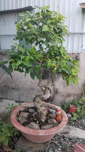 chậu sung 500k. Mua bán Cây cảnh, đồ trang trí tại Quận 12 Tp Hồ Chí Minh được đăng bởi ĐẠT hình 1