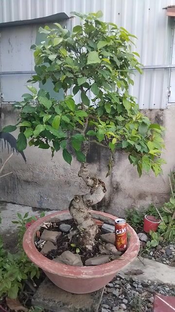 chậu sung 500k. Mua bán Cây cảnh, đồ trang trí tại Quận 12 Tp Hồ Chí Minh được đăng bởi ĐẠT hình 1