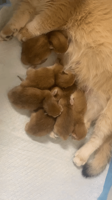 mèo golden ny12 munchkin cha mẹ nhập. Mua bán Mèo tại Quận 1 Tp Hồ Chí Minh được đăng bởi An Trương hình 1