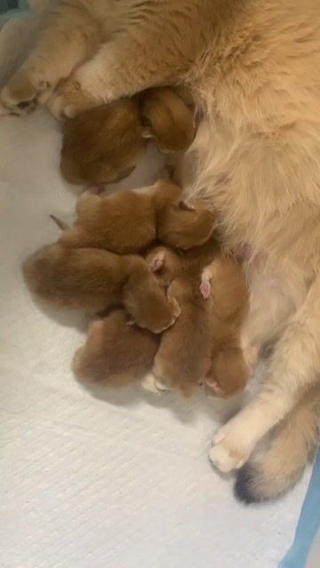 mèo golden ny12 munchkin cha mẹ nhập. Mua bán Mèo tại Quận 1 Tp Hồ Chí Minh được đăng bởi An Trương hình 1