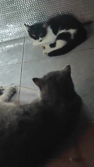 Mèo Anh lông ngắn cái 8 tháng. Mua bán Mèo tại Quận Bình Tân Tp Hồ Chí Minh được đăng bởi Ngày Hôm Qua Quên Đi hình 1