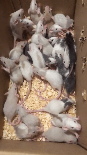 Chuột Dumbo Rat nhiều màu. Mua bán Thú cưng khác tại Quận Hai Bà Trưng Hà Nội được đăng bởi Mun Munn hình 1