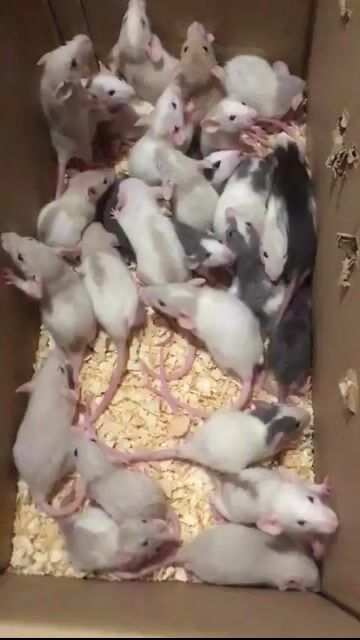 Chuột Dumbo Rat nhiều màu. Mua bán Thú cưng khác tại Quận Hai Bà Trưng Hà Nội được đăng bởi Mun Munn hình 1
