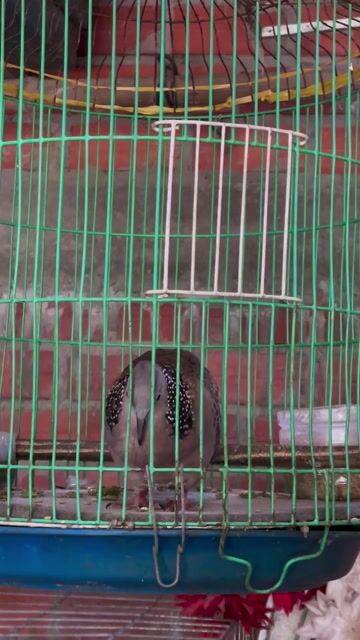 malai bán hoặc gl cu việt nổi. Mua bán Chim tại Huyện Mỏ Cày Nam Bến Tre được đăng bởi đât hình 1