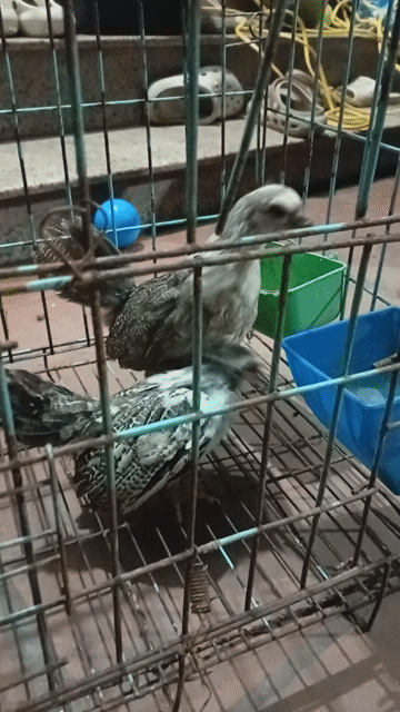 Gà tre Tân Châu trống mái 3 tháng nuôi cảnh. Mua bán Gà tại Quận Hoàng Mai Hà Nội được đăng bởi Đỗ trọng hưng hình 1