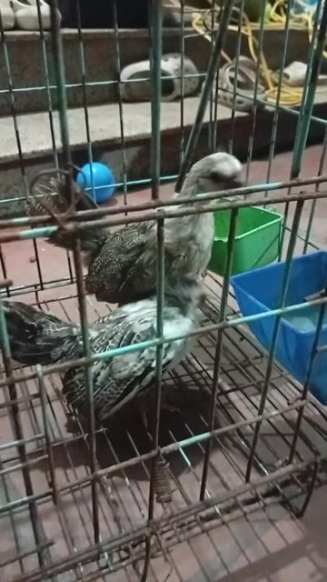 Gà tre Tân Châu trống mái 3 tháng nuôi cảnh. Mua bán Gà tại Quận Hoàng Mai Hà Nội được đăng bởi Đỗ trọng hưng hình 1