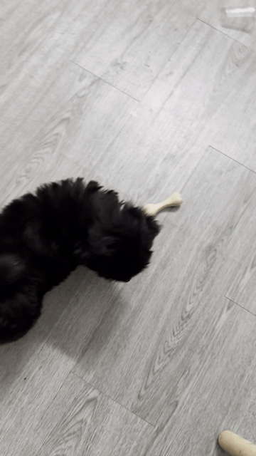 Chó Poodle lai Đen trắng. Mua bán Chó tại Thành phố Thủ Đức Tp Hồ Chí Minh được đăng bởi minhhuyy hình 1