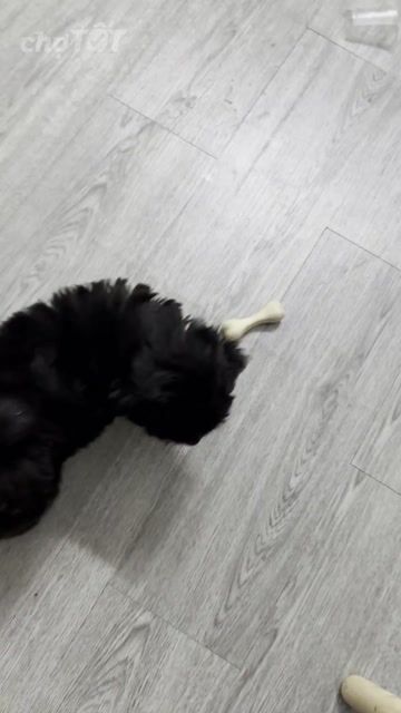 Chó Poodle lai Đen trắng. Mua bán Chó tại Thành phố Thủ Đức Tp Hồ Chí Minh được đăng bởi minhhuyy hình 1