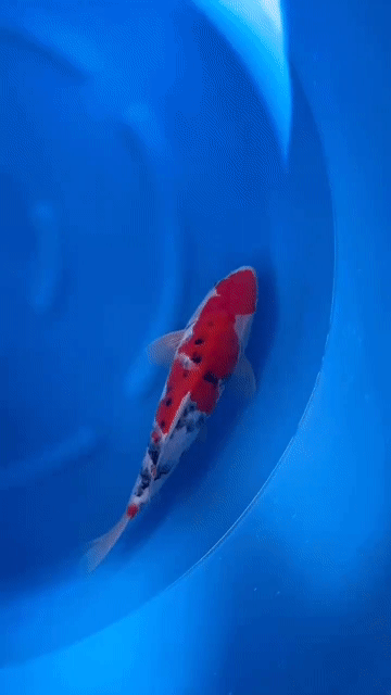 Cá chép KOI Sanke trại Dainichi Nhật Bản 35cm. Mua bán Thú cưng khác tại Quận 12 Tp Hồ Chí Minh được đăng bởi Gin Koi Farm hình 1