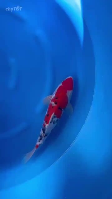 Cá chép KOI Sanke trại Dainichi Nhật Bản 35cm. Mua bán Thú cưng khác tại Quận 12 Tp Hồ Chí Minh được đăng bởi Gin Koi Farm hình 1