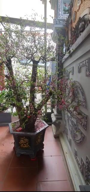 Đào cổ thụ Ngũ Phúc 2m Hồng. Mua bán Cây cảnh, đồ trang trí tại Huyện Hoài Đức Hà Nội được đăng bởi Dinh Thang hình 1