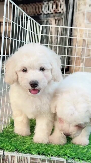 Chó Poodle trắng con đã tiêm. Mua bán Chó tại Huyện Bình Chánh Tp Hồ Chí Minh được đăng bởi mini pet house sài gòn hình 1
