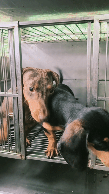 Chó Lạp Xưởng🐩 merle loang đực. Mua bán Chó tại Thành phố Thủ Đức Tp Hồ Chí Minh được đăng bởi Nhân Sinh hình 1