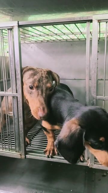 Chó Lạp Xưởng🐩 merle loang đực. Mua bán Chó tại Thành phố Thủ Đức Tp Hồ Chí Minh được đăng bởi Nhân Sinh hình 1