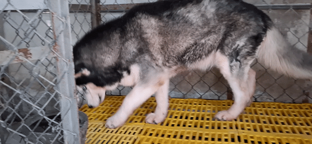 Chó Husky cái giá hời. Mua bán Chó tại Quận 12 Tp Hồ Chí Minh được đăng bởi Trần Quốc Tuấn hình 1