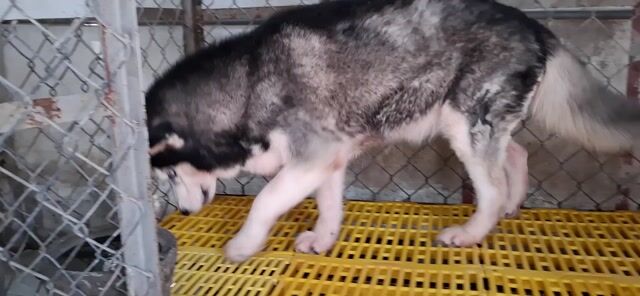 Chó Husky cái giá hời. Mua bán Chó tại Quận 12 Tp Hồ Chí Minh được đăng bởi Trần Quốc Tuấn hình 1
