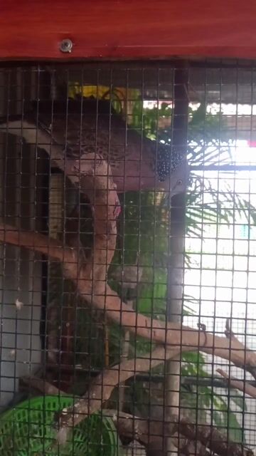gáy ta trạm âm. Mua bán Chim tại Huyện Thường Tín Hà Nội được đăng bởi Đại Lâm Mộc hình 1