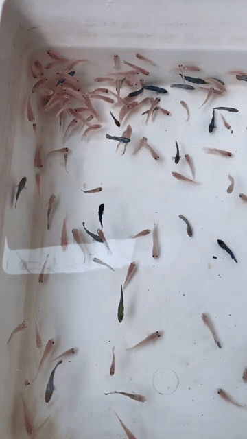 Cá Betta 1k/ con đủ trống mái . Mua bán Thú cưng khác tại Quận 6 Tp Hồ Chí Minh được đăng bởi Hoàng hình 1