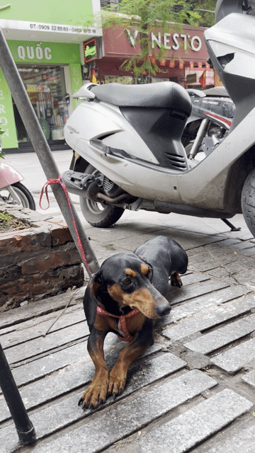 Chó lạp xưởng cái 7 tháng. Mua bán Chó tại Quận Ba Đình Hà Nội được đăng bởi phụng hoàng hình 1