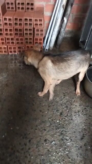 Chó con Nâu đen. Mua bán Chó tại Huyện Bình Chánh Tp Hồ Chí Minh được đăng bởi Nguyễn Hoàng Thịnh hình 1