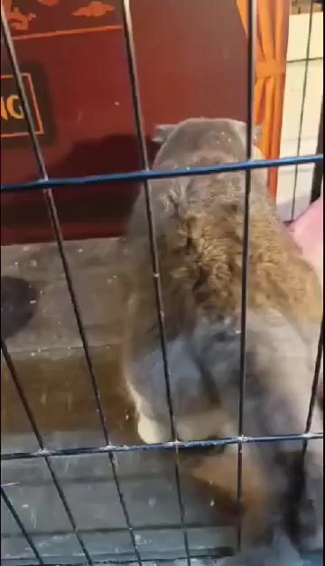 Mèo ALd mắt xanh cái đã phối bicolo lùn. Mua bán Mèo tại Quận 8 Tp Hồ Chí Minh được đăng bởi Mèo Meo hình 1