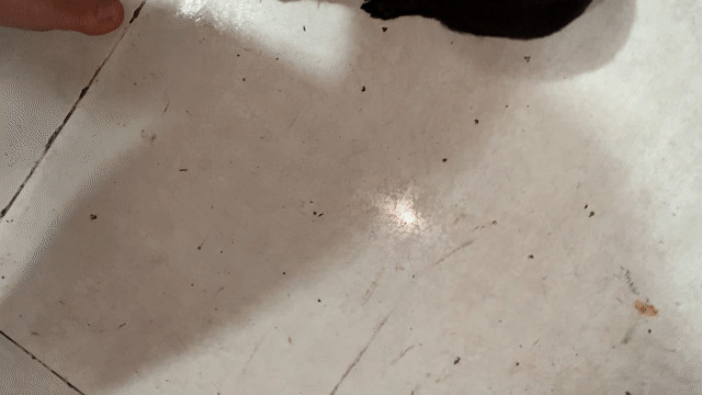 Chó Lạp xưởng lai Poodle Đực Cái. Mua bán Chó tại Quận 8 Tp Hồ Chí Minh được đăng bởi Lê Đỗ Tuấn Anh hình 1