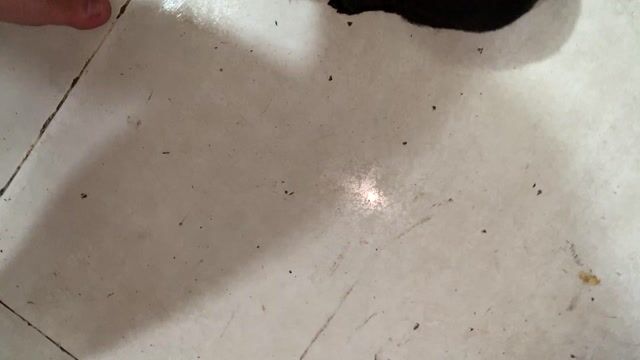 Chó Lạp xưởng lai Poodle Đực Cái. Mua bán Chó tại Quận 8 Tp Hồ Chí Minh được đăng bởi Lê Đỗ Tuấn Anh hình 1