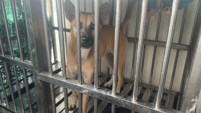 Chó Phú Quốc vàng giữ nhà , săn chuột giỏi. Mua bán Chó tại Quận 12 Tp Hồ Chí Minh được đăng bởi QB SHOP PETS hình 1