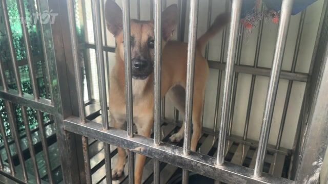 Chó Phú Quốc vàng giữ nhà , săn chuột giỏi. Mua bán Chó tại Quận 12 Tp Hồ Chí Minh được đăng bởi QB SHOP PETS hình 1