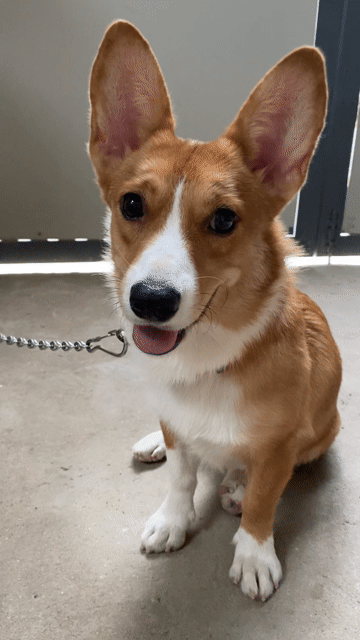 TÌM NHÀ MỚI CHO BÉ CORGI CÁI TƠ SIÊU ĐÁNG YÊU – GI. Mua bán Chó tại Thị xã Bến Cát Bình Dương được đăng bởi Trần Oanh hình 1