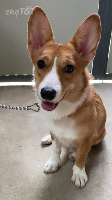 TÌM NHÀ MỚI CHO BÉ CORGI CÁI TƠ SIÊU ĐÁNG YÊU – GI. Mua bán Chó tại Thị xã Bến Cát Bình Dương được đăng bởi Trần Oanh hình 1