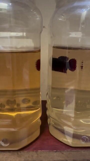 Cá xiêm Indo Bagan mái 9 tháng. Mua bán Thú cưng khác tại Quận 5 Tp Hồ Chí Minh được đăng bởi Tường Huy  hình 1