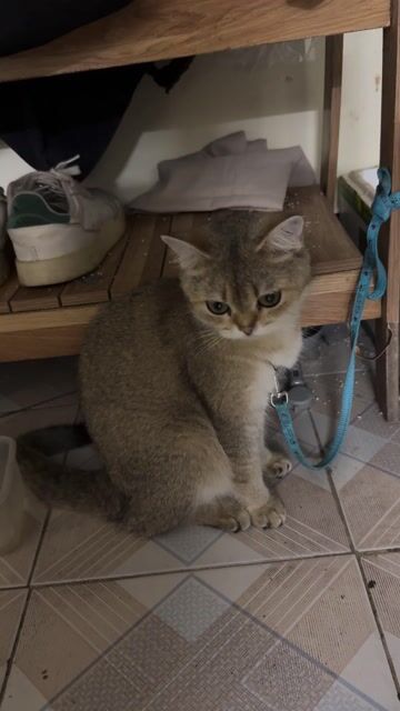 Mèo Golden cái 8 tháng đã tiêm. Mua bán Mèo tại Quận Đống Đa Hà Nội được đăng bởi Tên chưa cung cấp hình 1