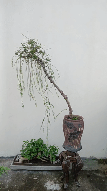 Cây cảnh Sơn liễu 1m15 dễ chăm sóc. Mua bán Cây cảnh, đồ trang trí tại Huyện Quốc Oai Hà Nội được đăng bởi Nguyễn Tiến Anh hình 1