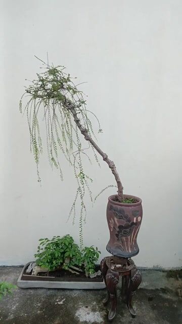 Cây cảnh Sơn liễu 1m15 dễ chăm sóc. Mua bán Cây cảnh, đồ trang trí tại Huyện Quốc Oai Hà Nội được đăng bởi Nguyễn Tiến Anh hình 1