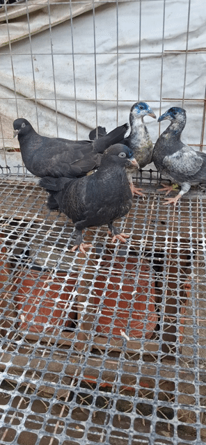 Chim Bồ câu thái. Mua bán Chim tại Huyện Châu Phú An Giang được đăng bởi La Hưng hình 1