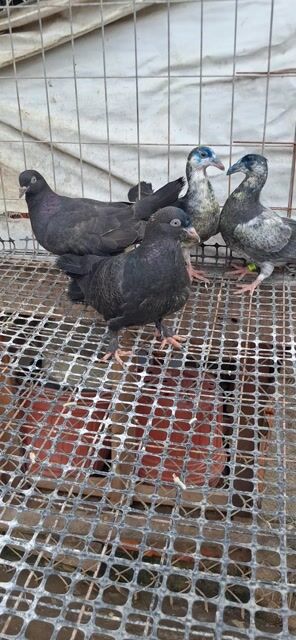 Chim Bồ câu thái. Mua bán Chim tại Huyện Châu Phú An Giang được đăng bởi La Hưng hình 1