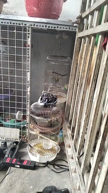 Chim hút mật mới xông lông. Mua bán Chim tại Quận 8 Tp Hồ Chí Minh được đăng bởi phuc hình 1