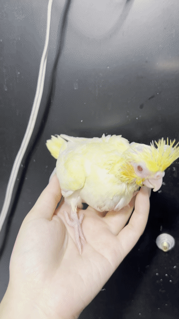 Vẹt Cockatiel Lutino non. Mua bán Chim tại Quận Gò Vấp Tp Hồ Chí Minh được đăng bởi Chi Lê hình 1