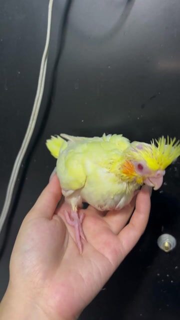 Vẹt Cockatiel Lutino non. Mua bán Chim tại Quận Gò Vấp Tp Hồ Chí Minh được đăng bởi Chi Lê hình 1