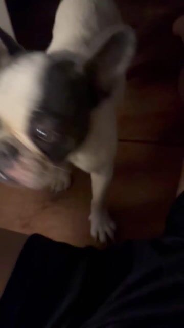Chó French Bulldog 1 tuổi Trắng đen. Mua bán Chó tại Huyện Thanh Trì Hà Nội được đăng bởi Lạc Lối hình 1