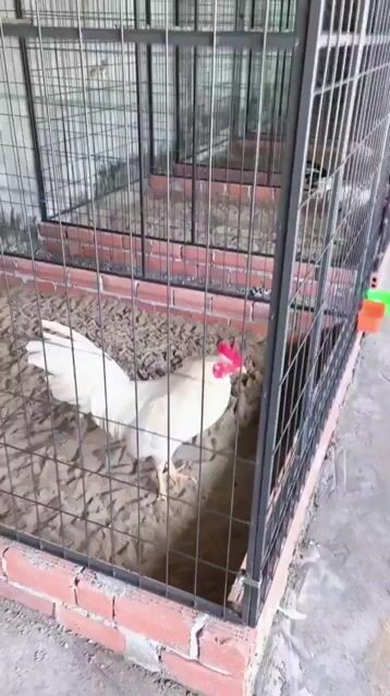 Chuồng gà Sơn tĩnh điện 1.5m x 2m x 2m. Mua bán Phụ kiện, Thức ăn, Dịch vụ tại Thành phố Biên Hòa Đồng Nai được đăng bởi Quang Vũ hình 1