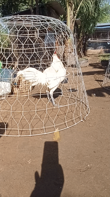 Gà chọi Peru đực Trắng 2.9kg. Mua bán Gà tại Thị xã Vĩnh Châu Sóc Trăng được đăng bởi FARM Thiện Sóc Trăng  hình 1