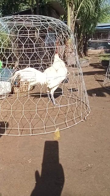 Gà chọi Peru đực Trắng 2.9kg. Mua bán Gà tại Thị xã Vĩnh Châu Sóc Trăng được đăng bởi FARM Thiện Sóc Trăng  hình 1