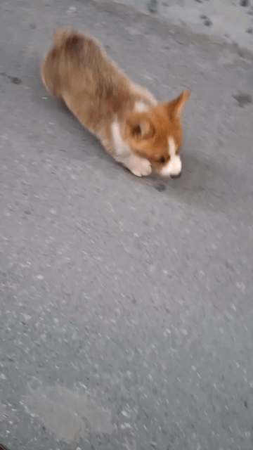 (s)Hello ! Em là corgi đây ạ. Mua bán Chó tại Quận 3 Tp Hồ Chí Minh được đăng bởi Tùng Lâm corgi hình 1